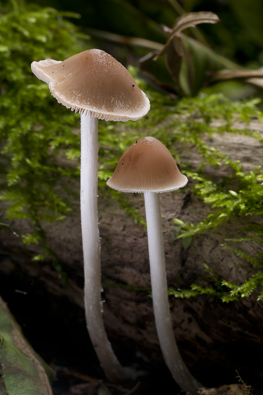 Psathyrella supernula